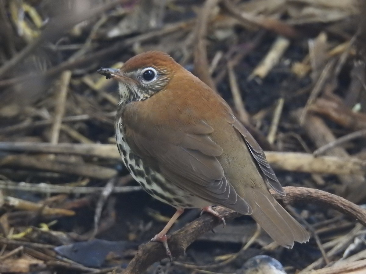 Wood Thrush - ML134471441