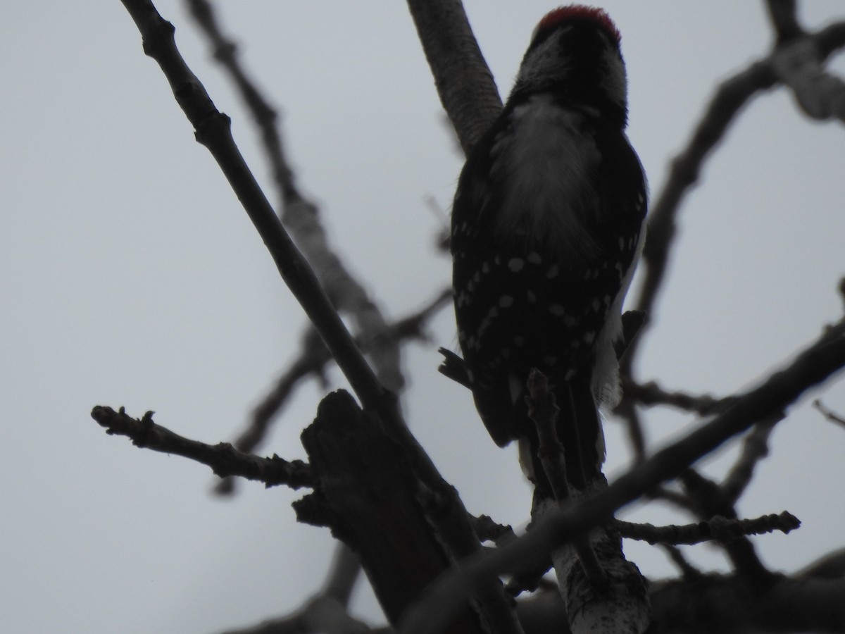 Downy Woodpecker - ML134471481