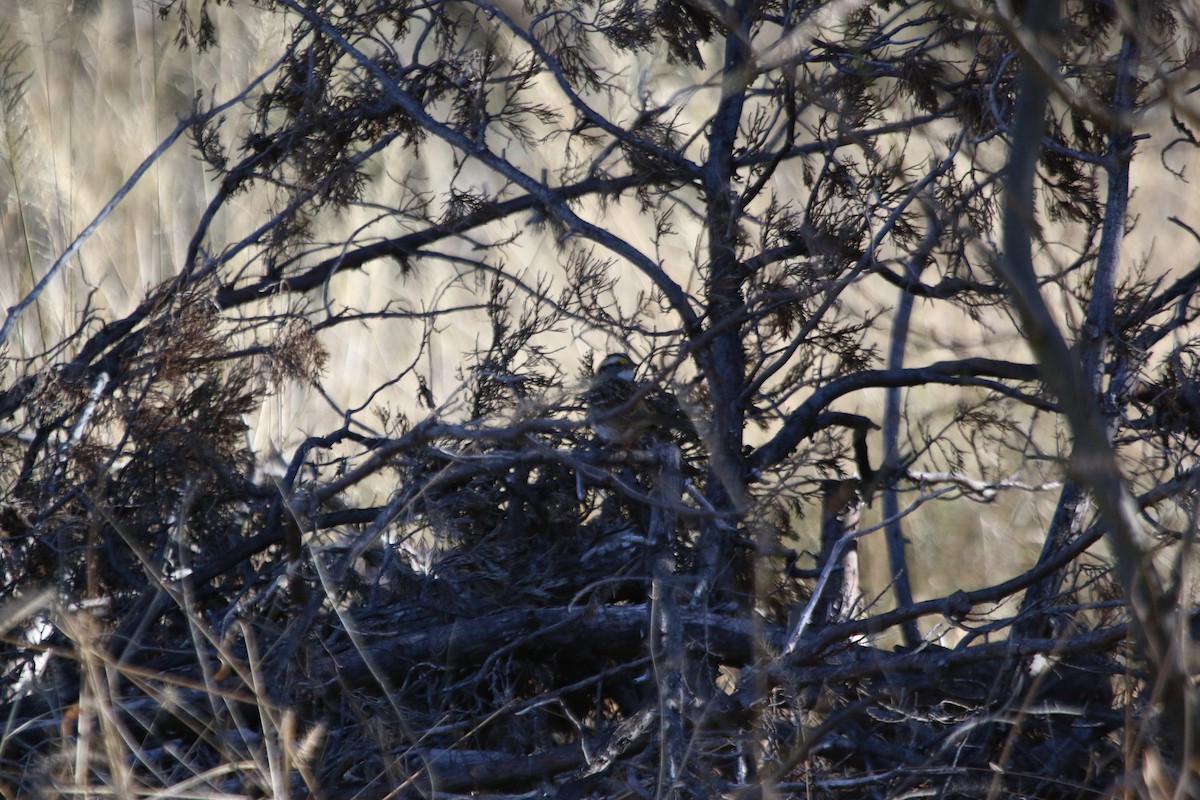 White-throated Sparrow - ML134471521