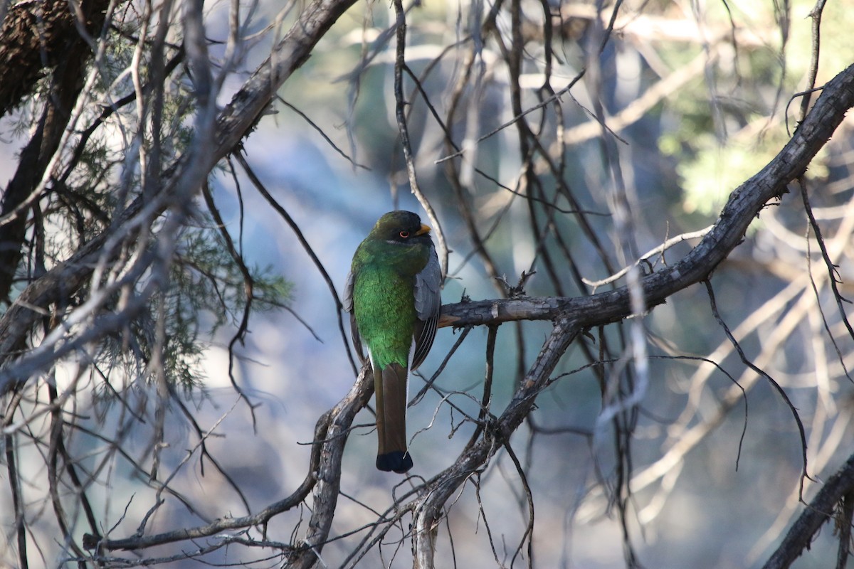 Elegant Trogon - Chloe Wilson