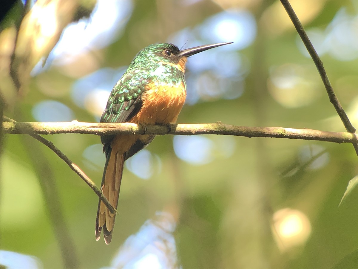 Rufous-tailed Jacamar - ML134471681