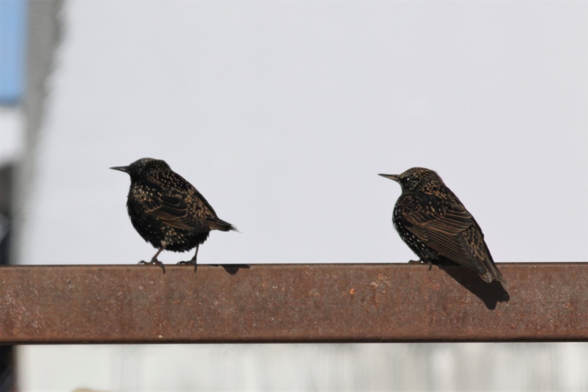 European Starling - ML134471841