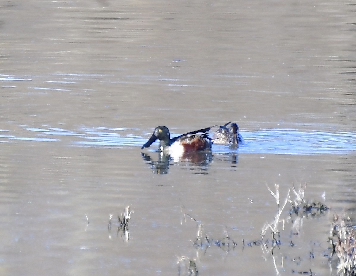 Northern Shoveler - ML134471861