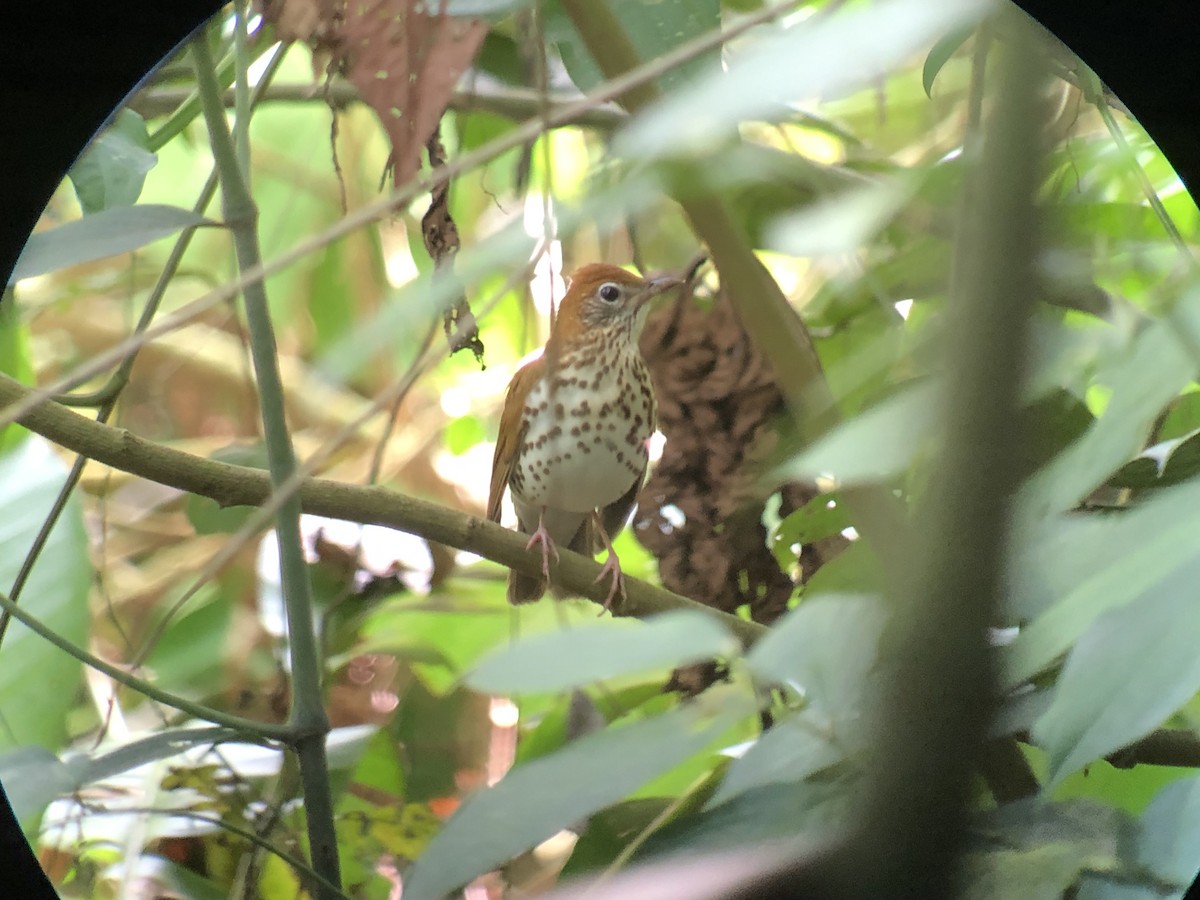 Wood Thrush - ML134471901