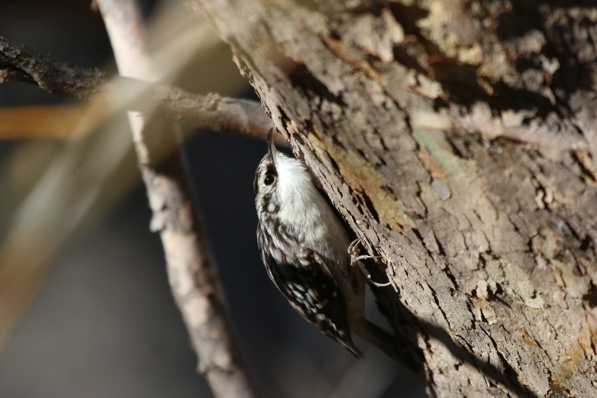 Brown Creeper - Chloe Wilson