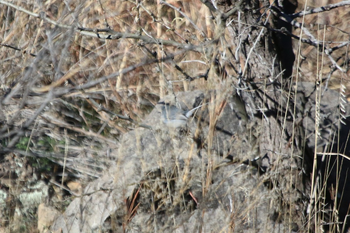 Black-capped Gnatcatcher - Chloe Wilson