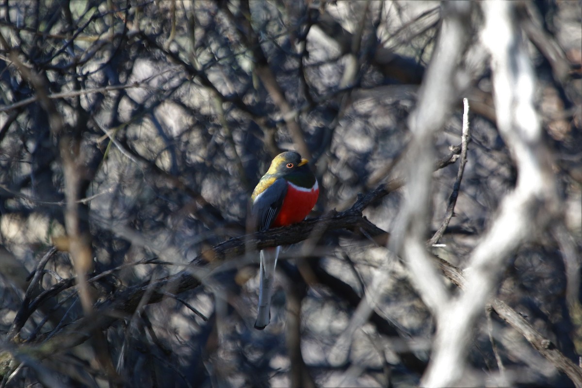 Elegant Trogon - ML134472411