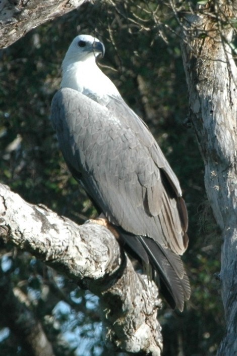 White-bellied Sea-Eagle - ML134472461