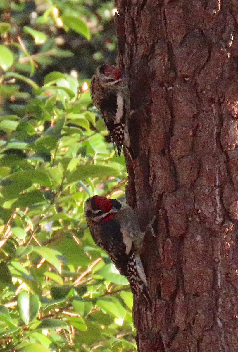 Yellow-bellied Sapsucker - ML134472491