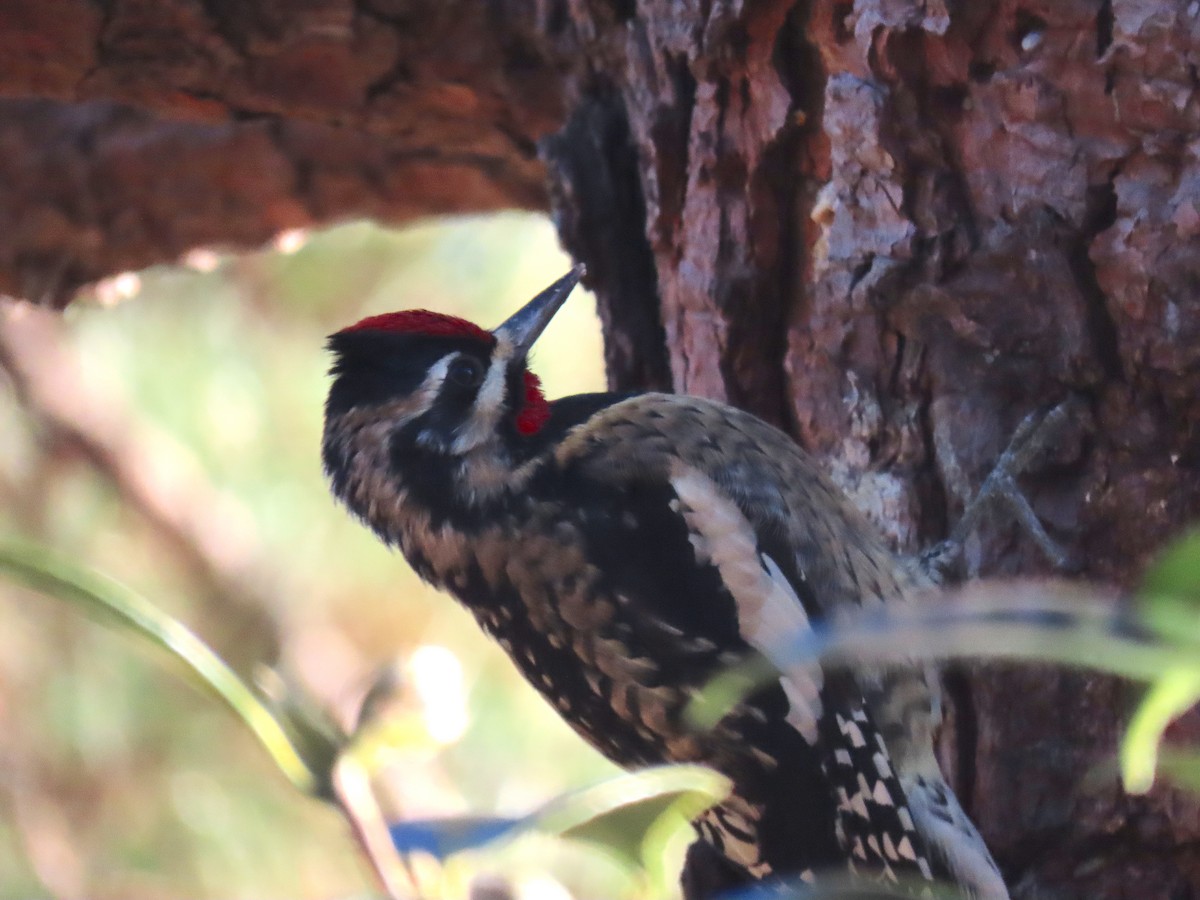 Yellow-bellied Sapsucker - ML134472511