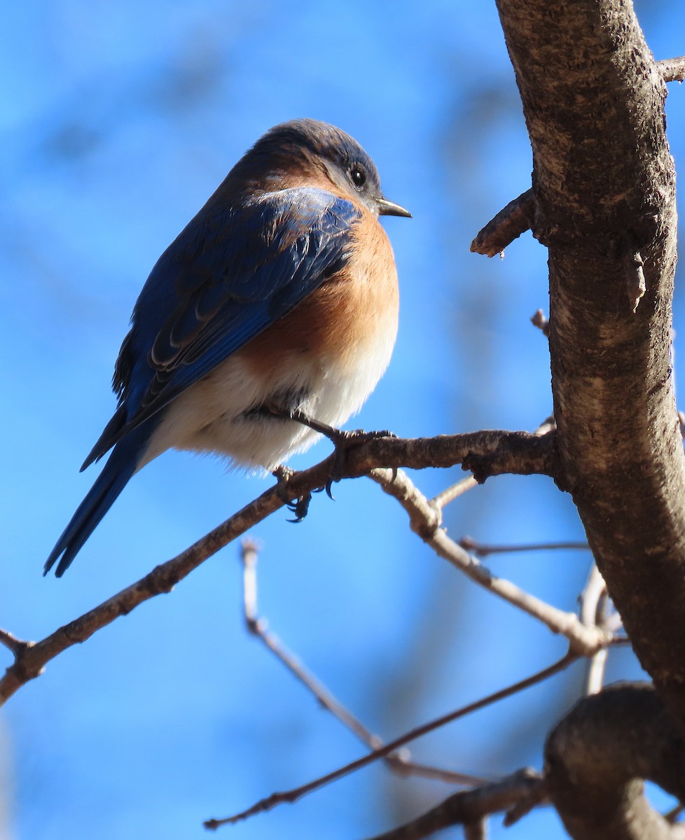 Eastern Bluebird - ML134472671