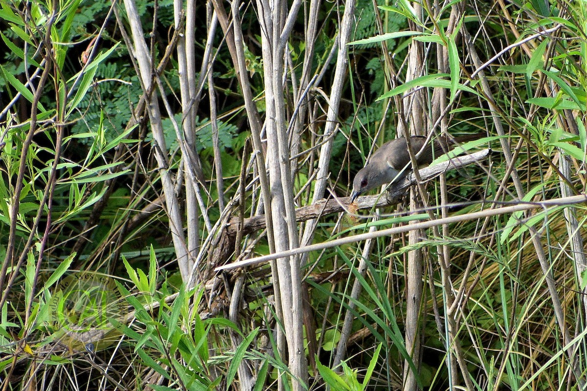 Ash-colored Cuckoo - ML134472891