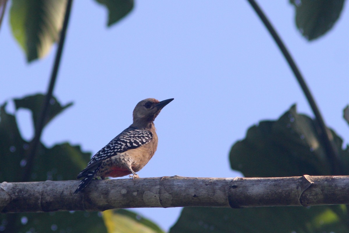 Red-crowned Woodpecker - ML134474161