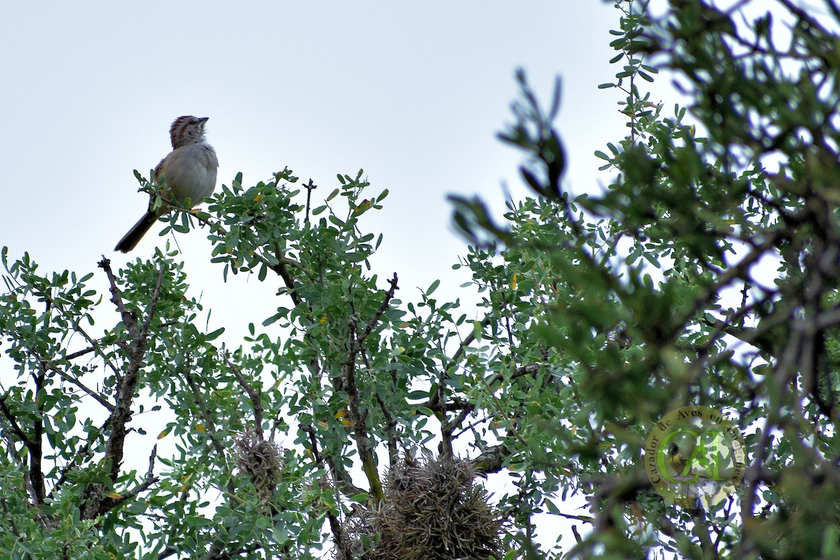 Chaco Sparrow - ML134474421