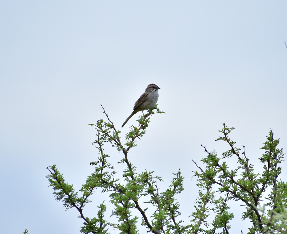 Chaco Sparrow - ML134475141