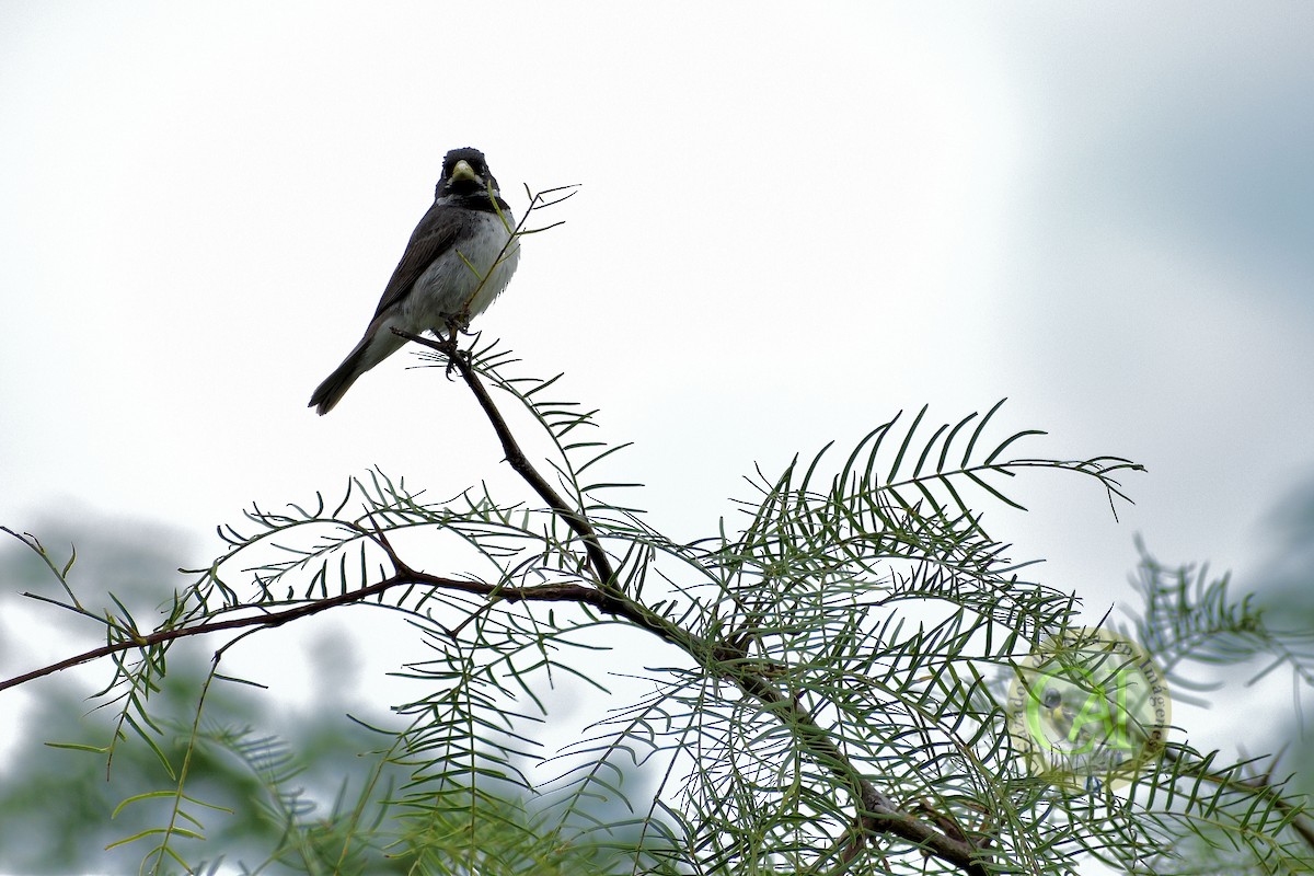 Double-collared Seedeater - ML134475791