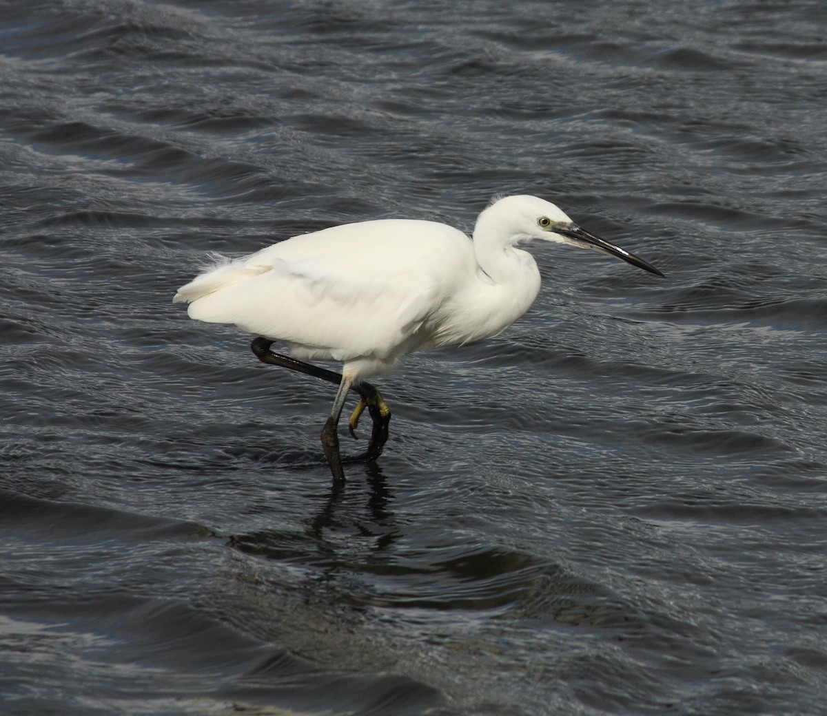 Little Egret - ML134475831