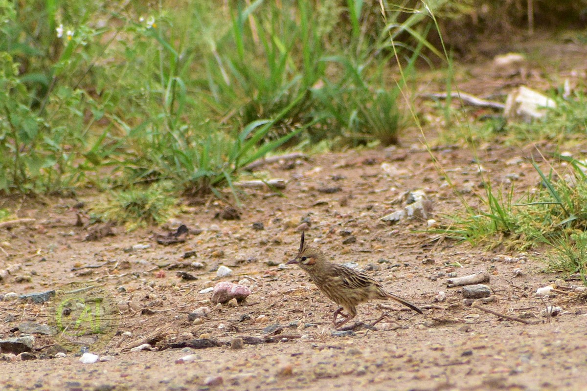 Lark-like Brushrunner - ML134476581