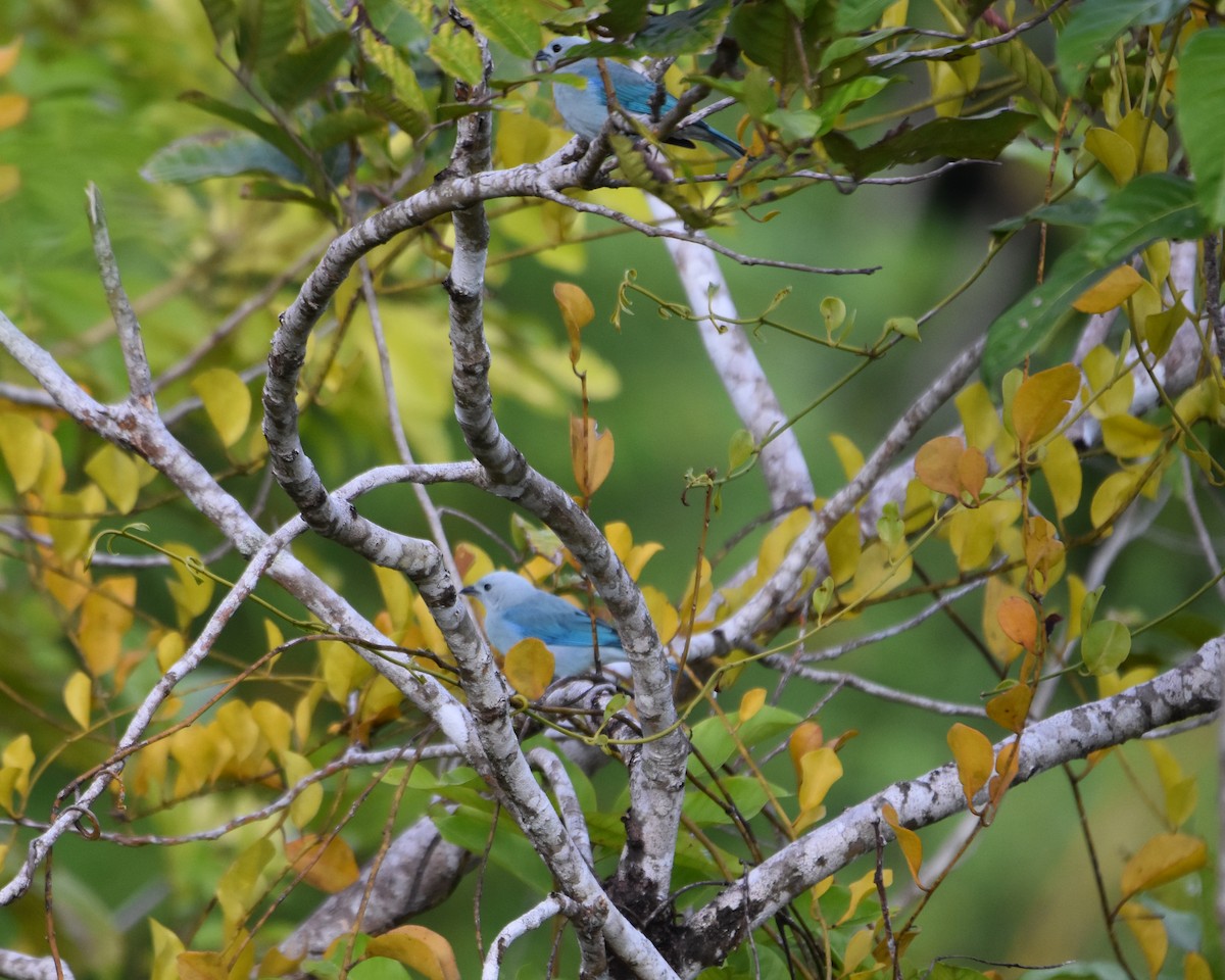 Blue-gray Tanager - ML134476661