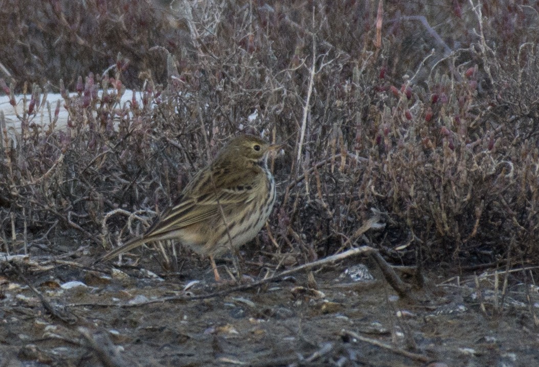 Meadow Pipit - ML134476681