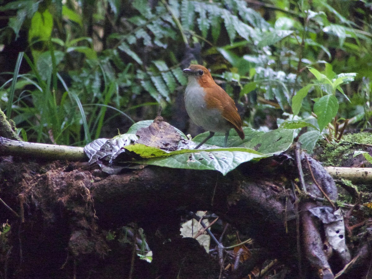 White-bellied Antpitta - ML134477151