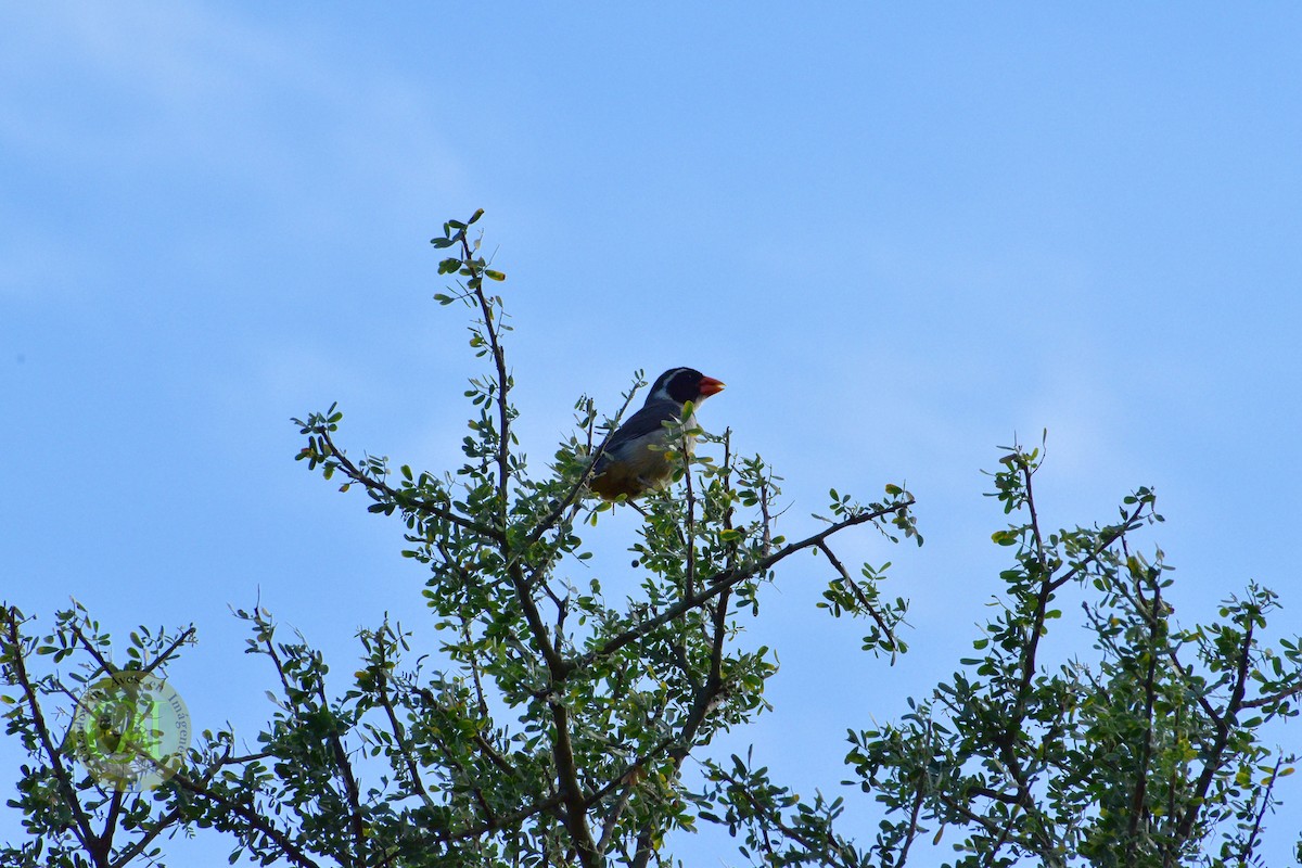 Golden-billed Saltator - ML134477311