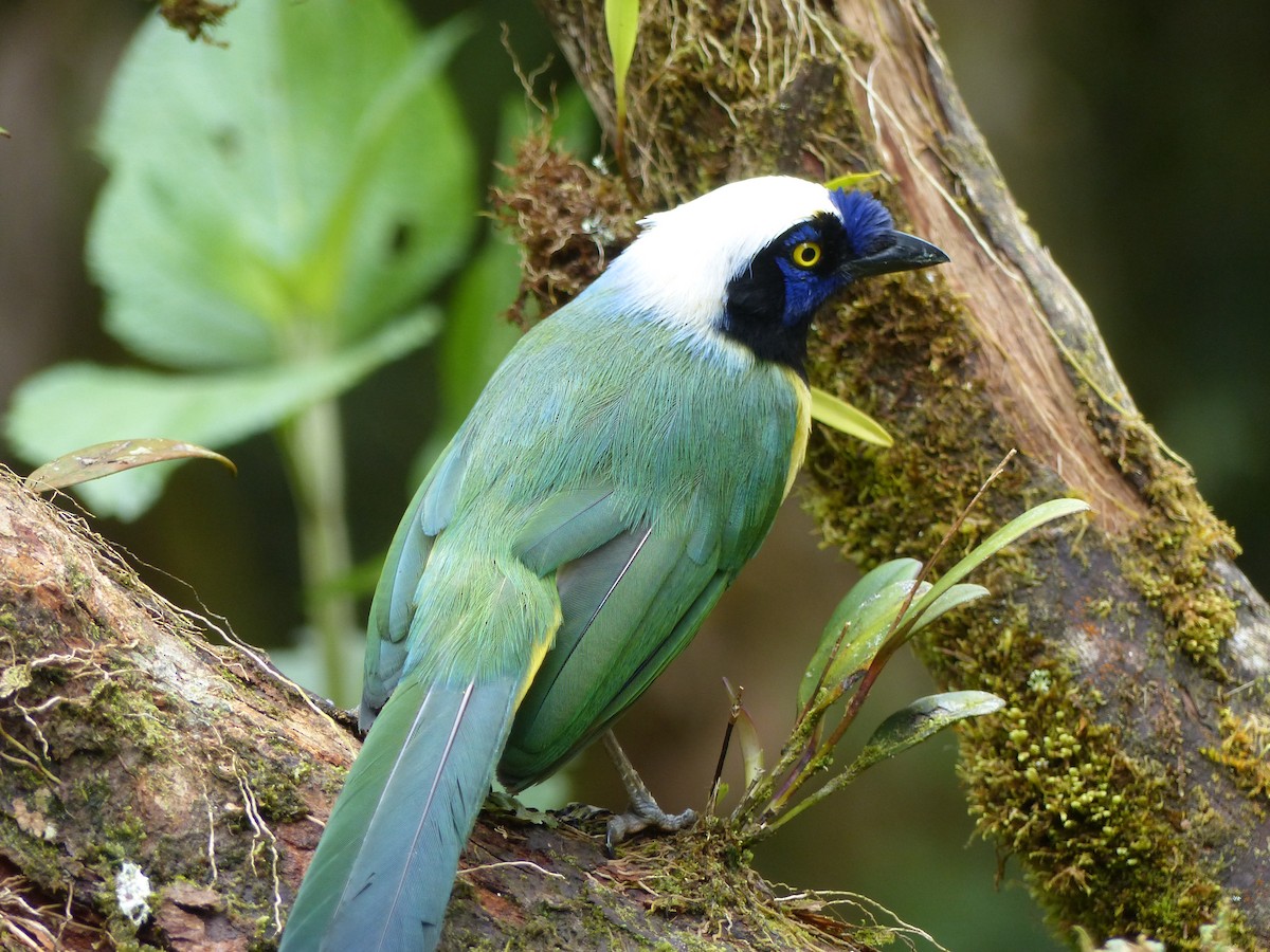 Green Jay - ML134477611