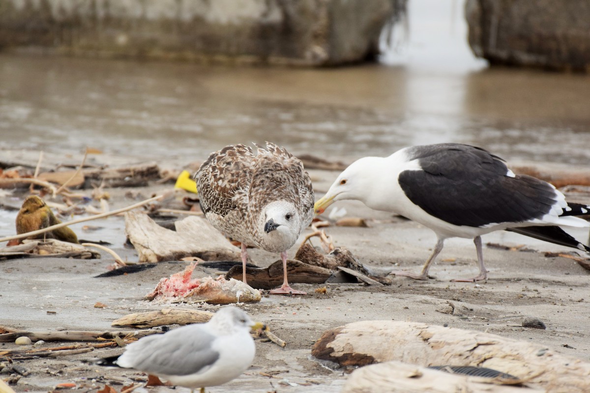 Great Black-backed Gull - ML134477991