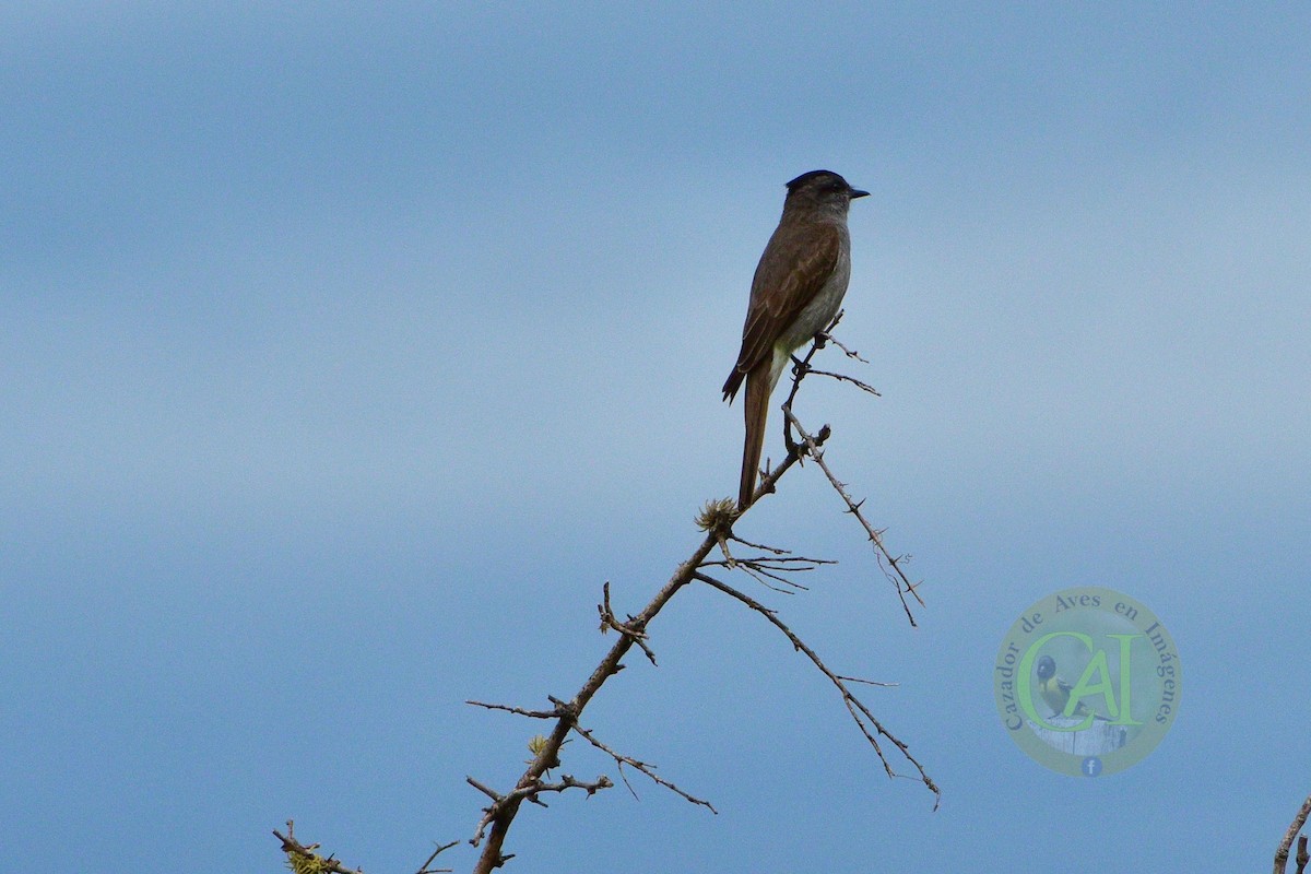 Crowned Slaty Flycatcher - ML134478181