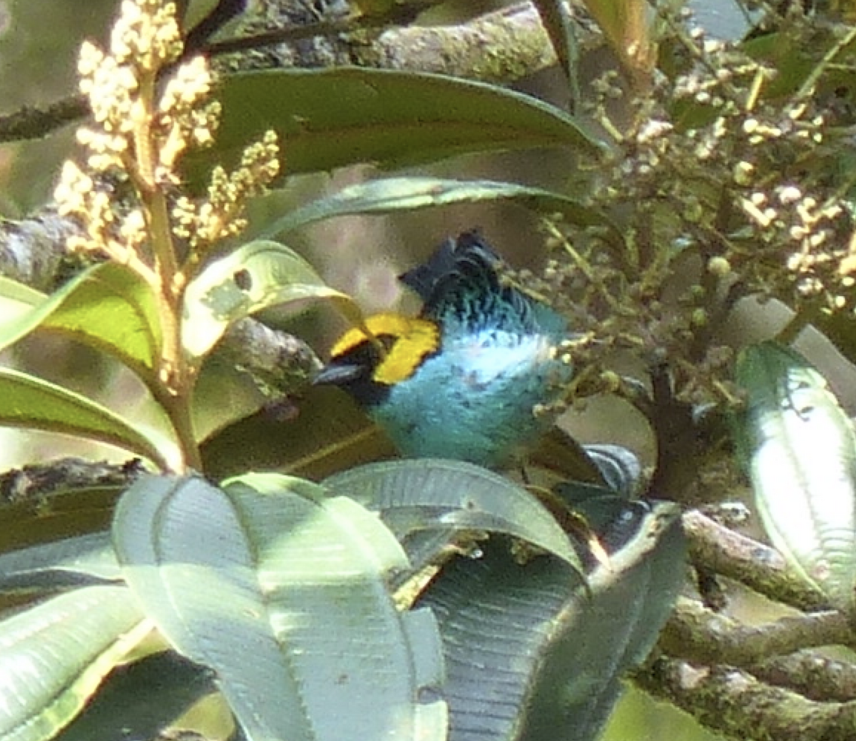 Saffron-crowned Tanager - ML134478221