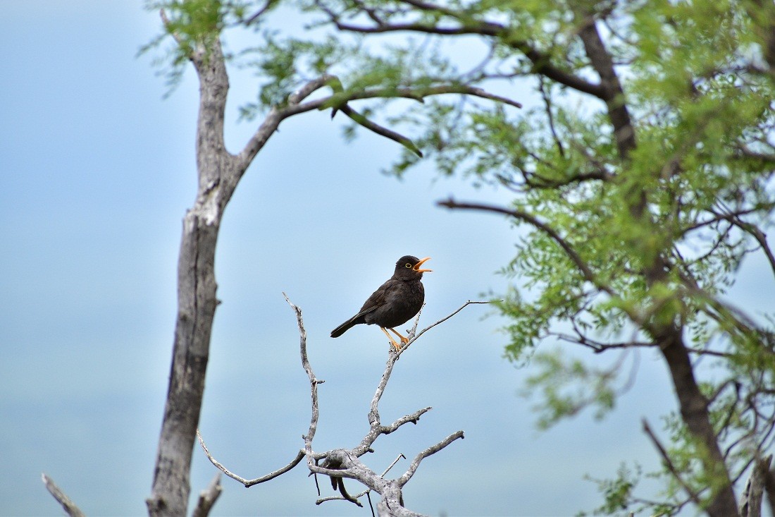 Chiguanco Thrush - ML134479221