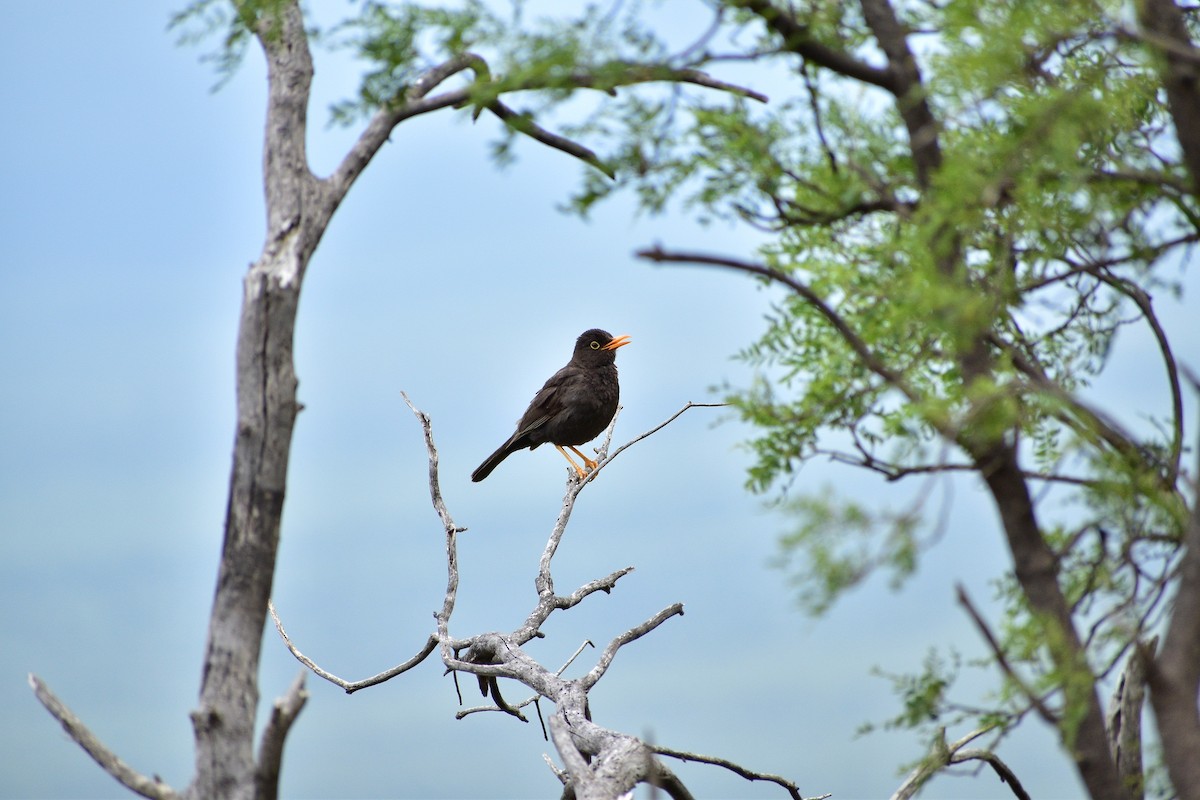 Chiguanco Thrush - ML134479451