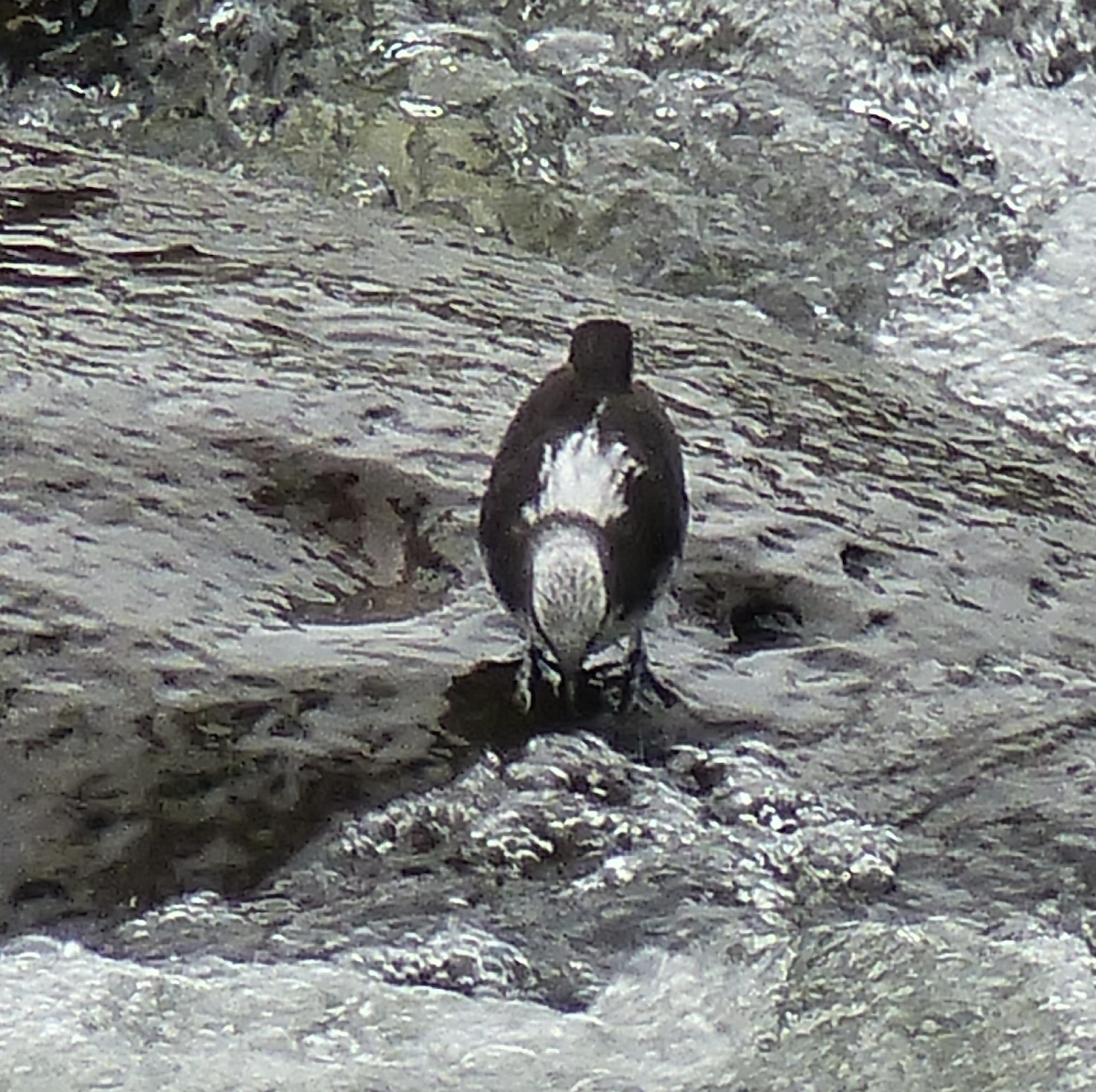 White-capped Dipper - ML134479681