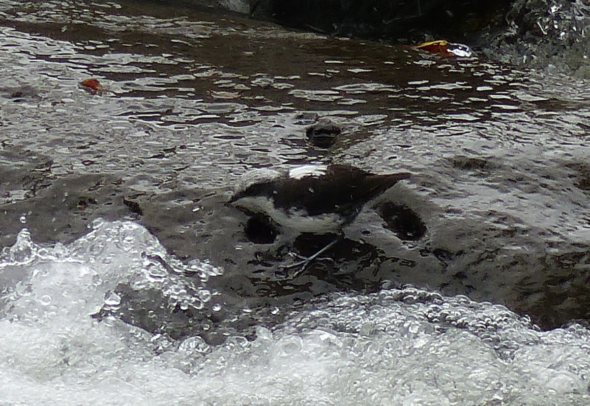 White-capped Dipper - ML134479721