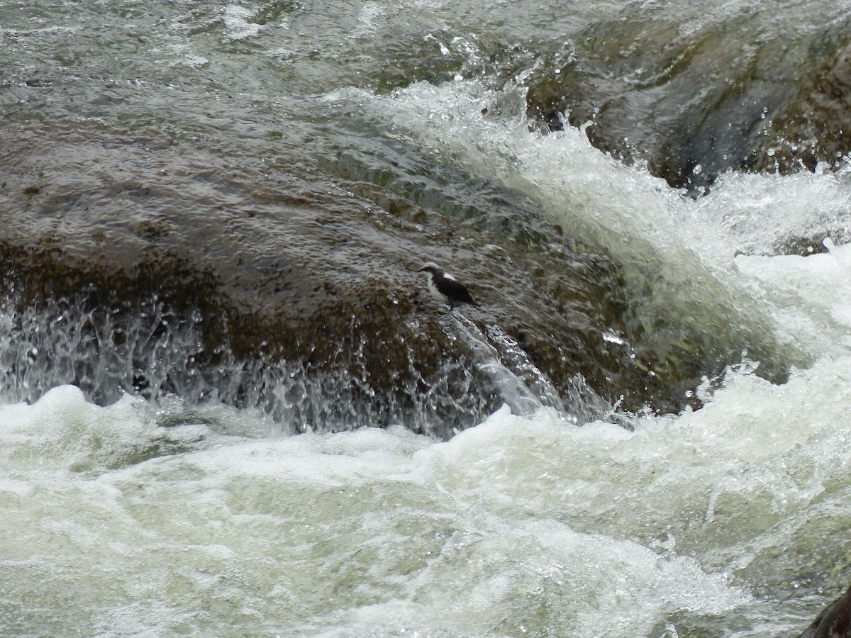 White-capped Dipper - ML134479731