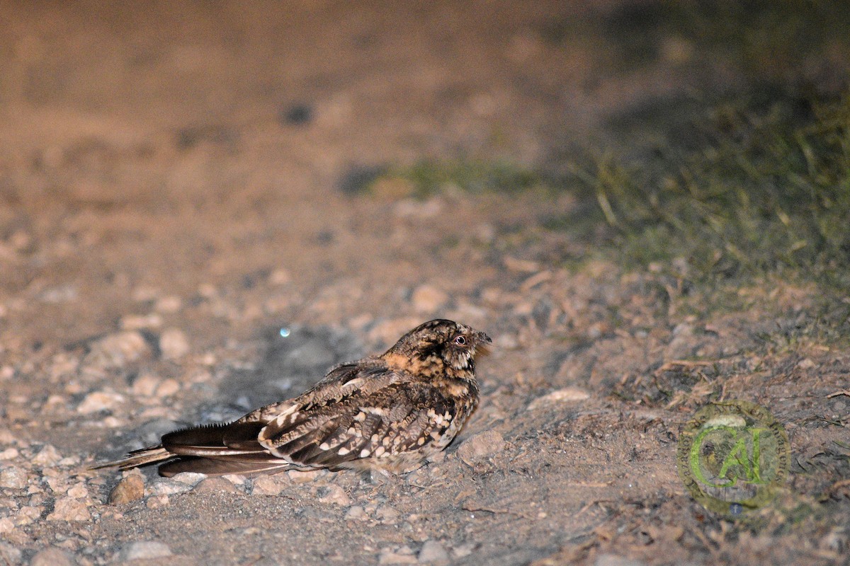 Scissor-tailed Nightjar - ML134479901