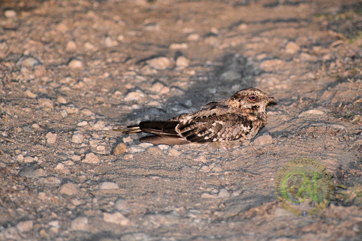 Scissor-tailed Nightjar - Pedro Rivero