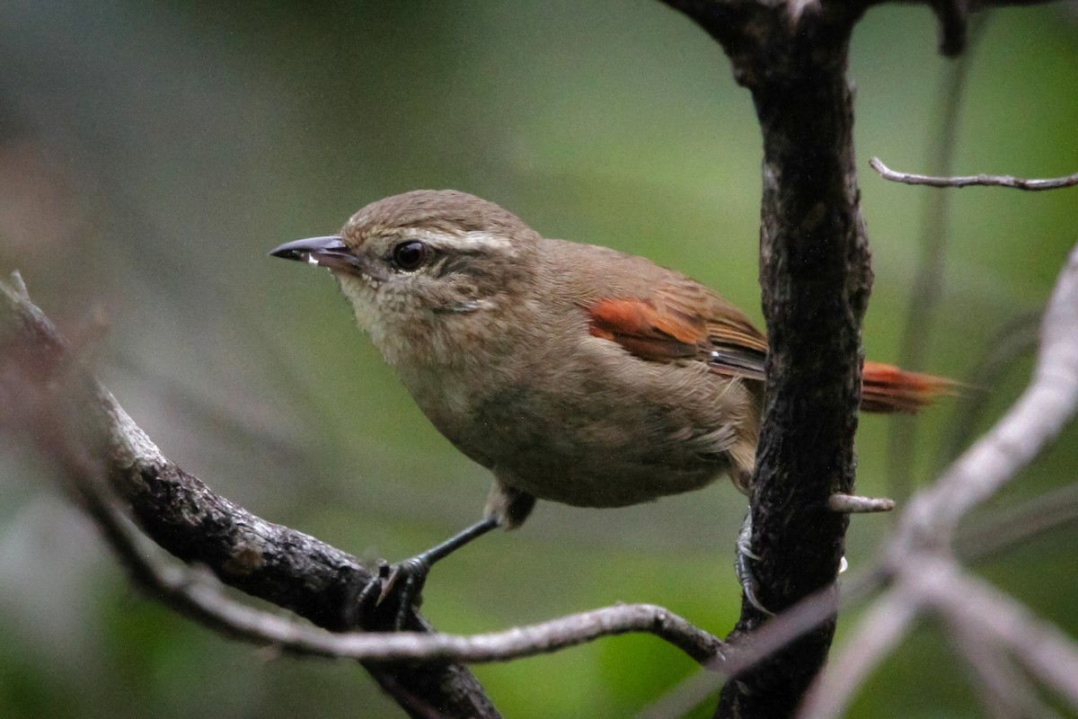 Olive Spinetail - ML134480261