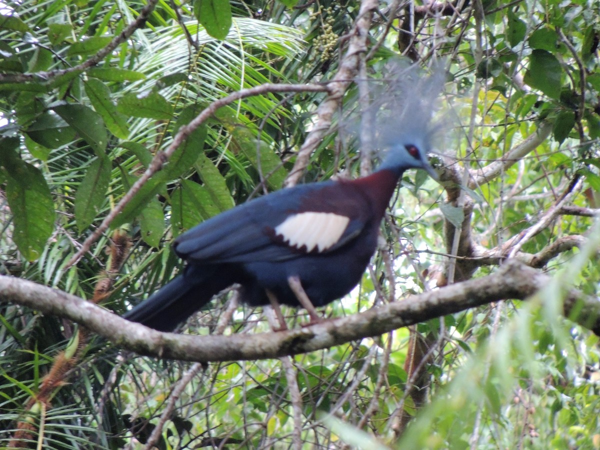 Sclater's Crowned-Pigeon - ML134480281