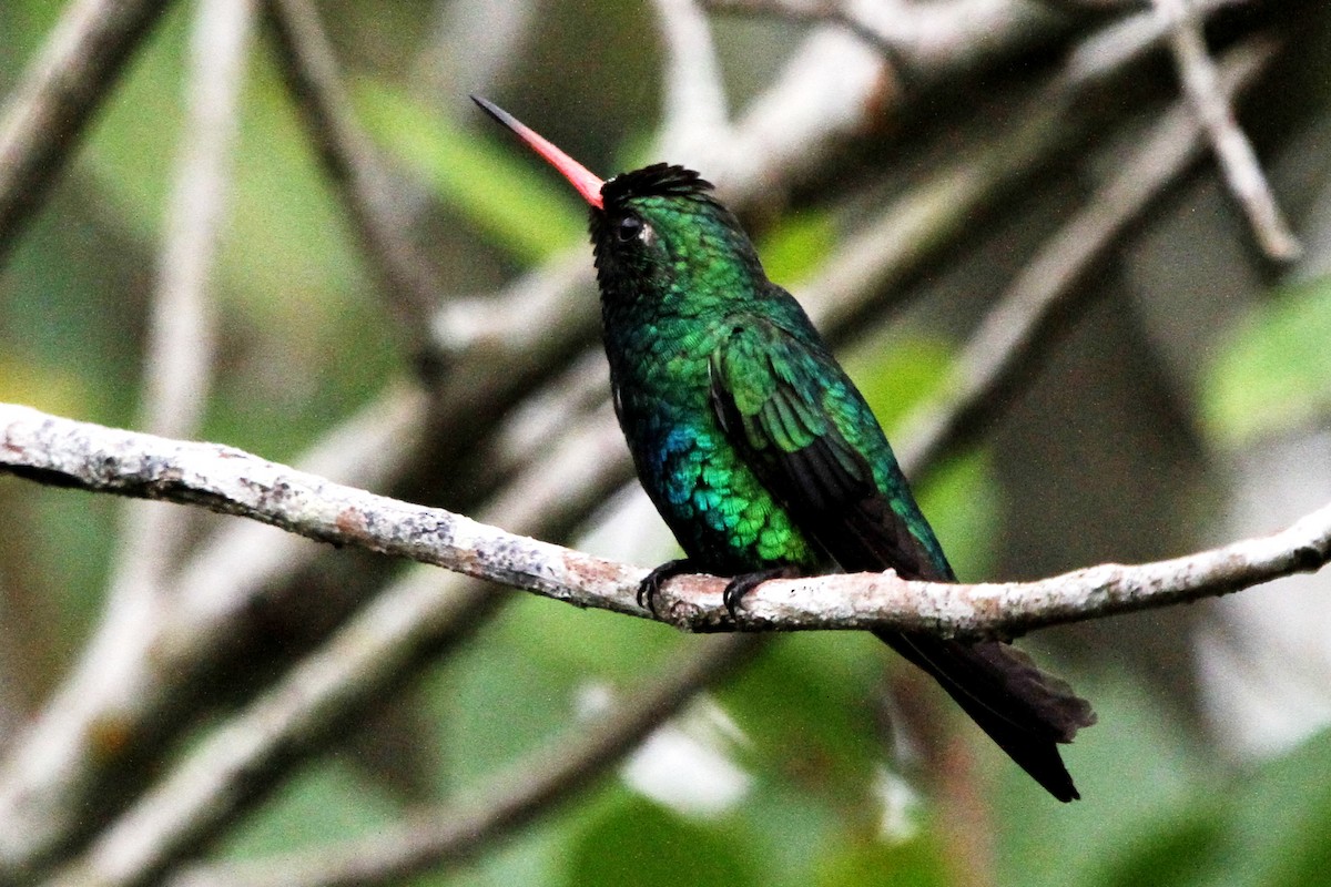 Glittering-bellied Emerald - ML134480371