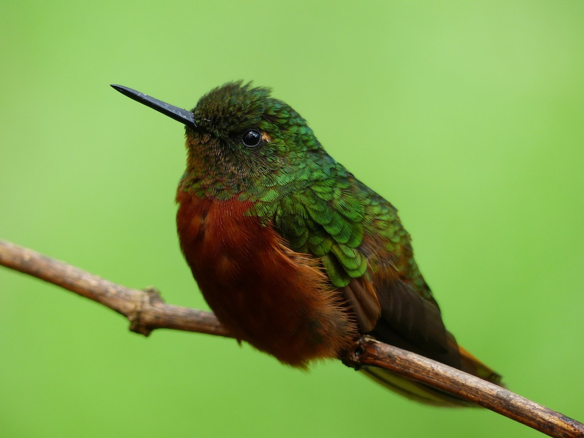 Colibrí Pechirrojo - ML134480711