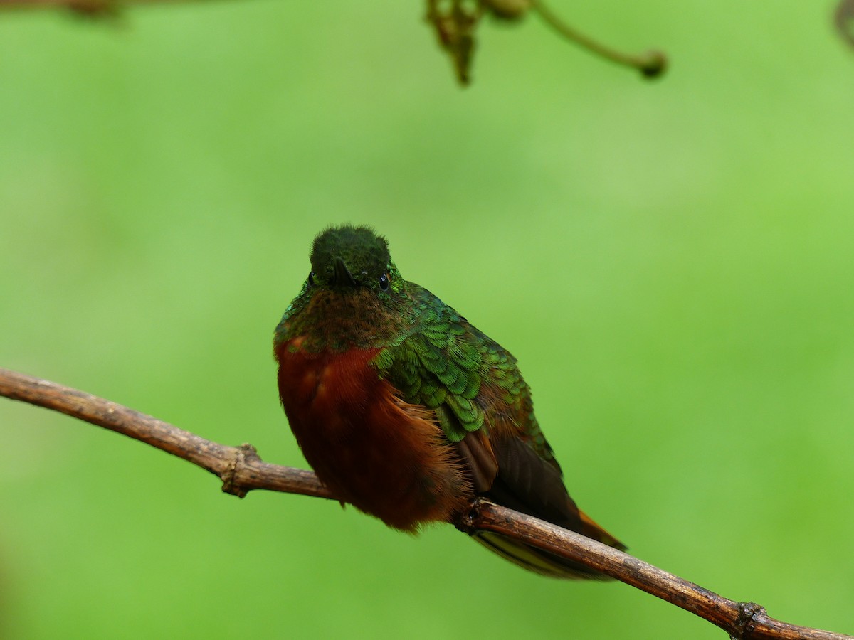kolibřík peruánský - ML134480731