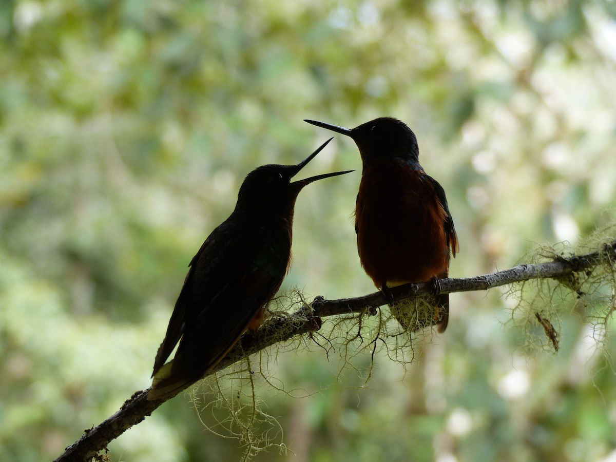 Chestnut-breasted Coronet - ML134480781