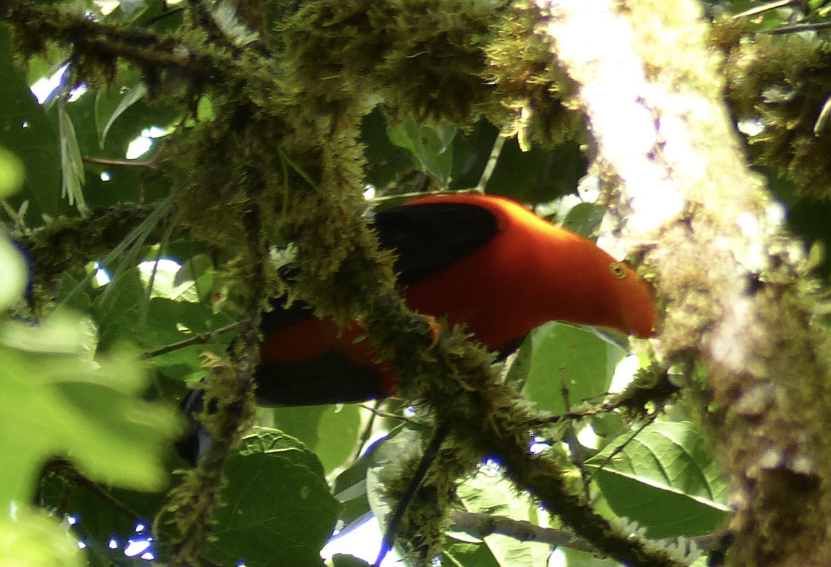 Andean Cock-of-the-rock - ML134481081