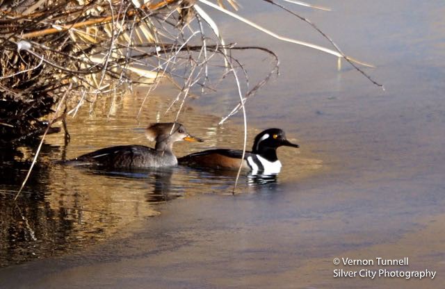 Hooded Merganser - ML134483531