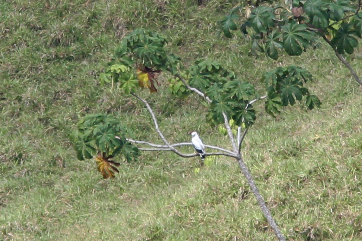 White Hawk (White-shouldered) - ML134483601