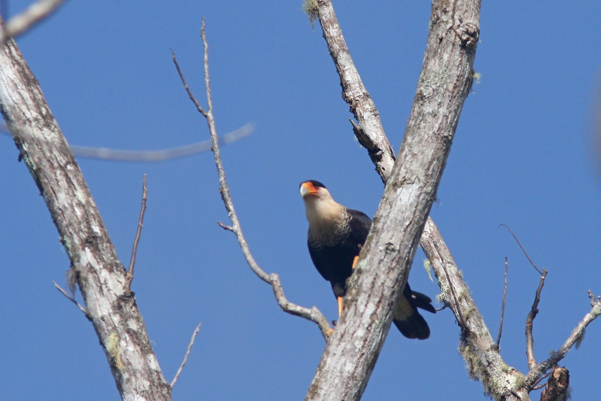 Crested Caracara (Northern) - ML134483731