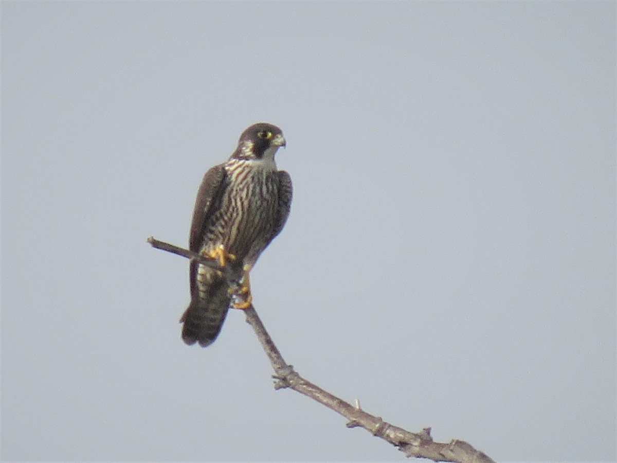 Peregrine Falcon - ML134484151