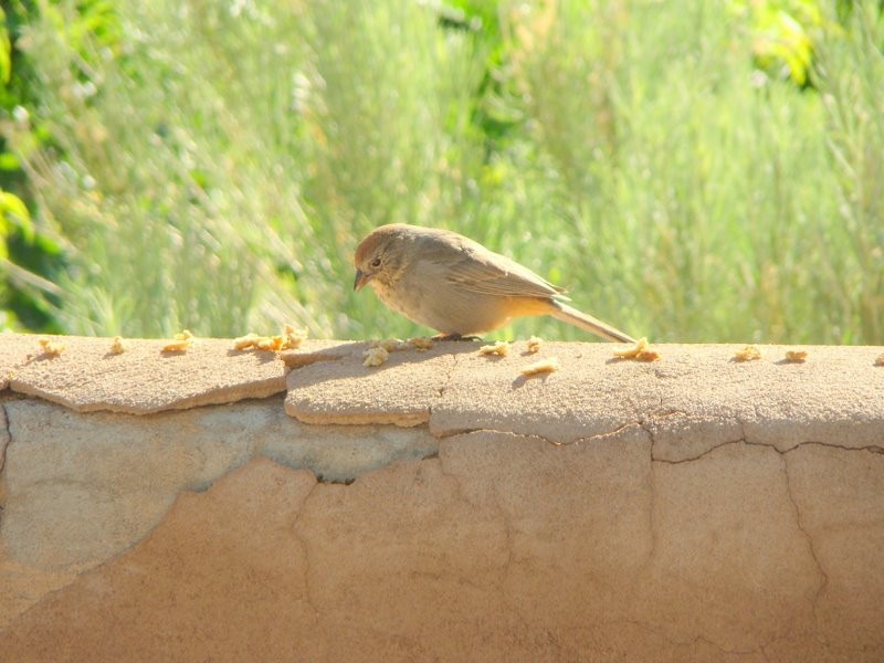 Canyon Towhee - ML134484351