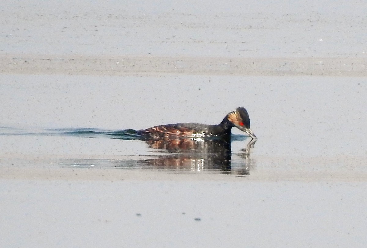 Eared Grebe - ML134484641